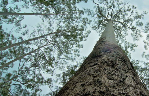 O'Sullivans Gap Picnic Area - Sunshine Coast Guide 0