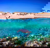 Snorkel the Ningaloo Reef - Sunshine Coast Guide