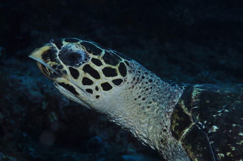 Spiders Ledge - Sunshine Coast Guide 1