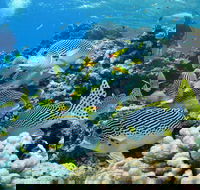 Twin Peaks Dive Site - Sunshine Coast Guide
