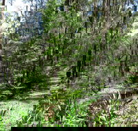 Tyers Park - Sunshine Coast Guide