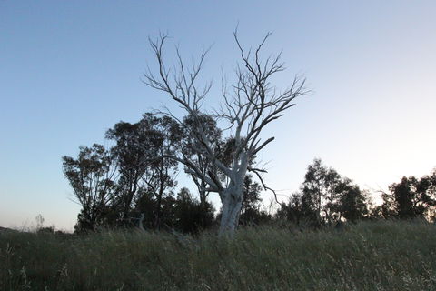 Cooleman Ridge - Sunshine Coast Guide 1