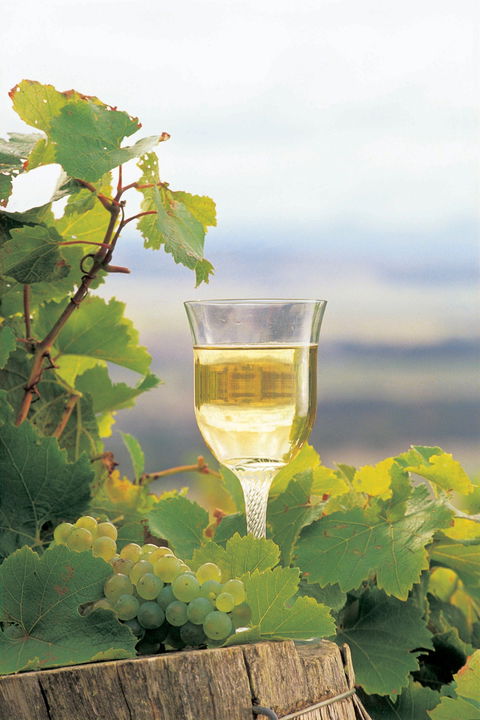Flavours Of The Porongurup Range Trail - Sunshine Coast Guide 0