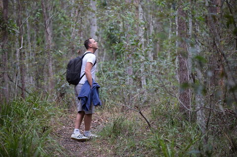 Ironbark Ridge And Spotted Gum Walking Trails - Sunshine Coast Guide 2