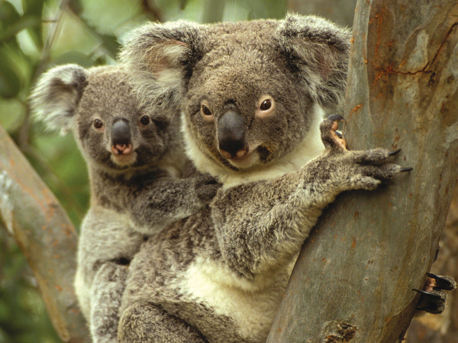  Sunshine Coast Guide