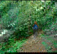 Mount Cougal Springbrook National Park - Sunshine Coast Guide
