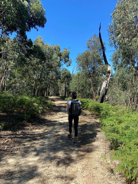 Mt Everard Circuit - Sunshine Coast Guide 0
