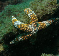 Mudjimba Old Woman Island Dive Site