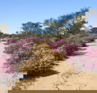 Reynoldson's Flora Reserve - Sunshine Coast Guide