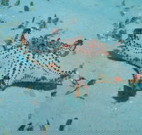 The Pines Dive Site - Sunshine Coast Guide