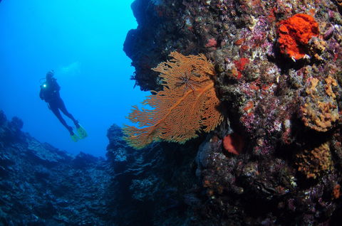 The Blowhole - Sunshine Coast Guide 1
