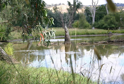 Tumut Wetlands - Sunshine Coast Guide 0