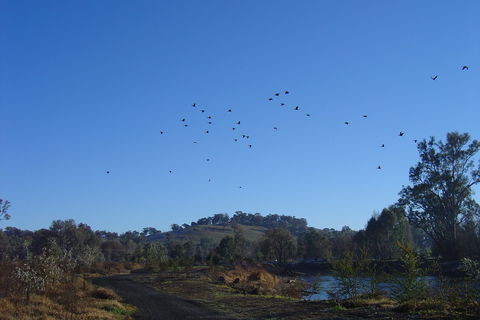 Tumut Wetlands - Sunshine Coast Guide 1