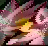 Wallis Creek Water Garden - Sunshine Coast Guide