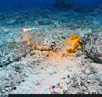 Two Towers Dive Site - Sunshine Coast Guide