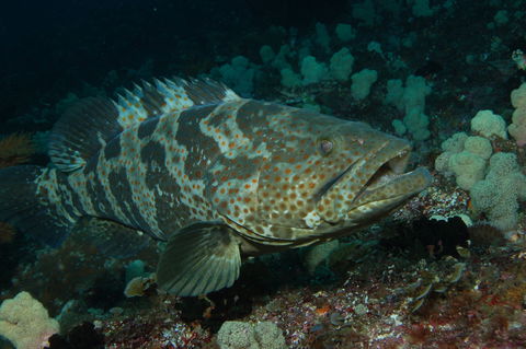 Wolf Rock Dive Site - Sunshine Coast Guide 1