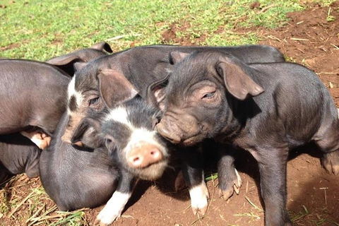 Paddock To Plate Farm Tour And Tasting - Sunshine Coast Guide 9