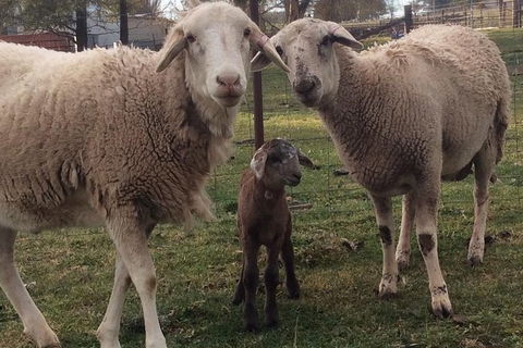 Paddock To Plate Farm Tour And Tasting - Sunshine Coast Guide 7