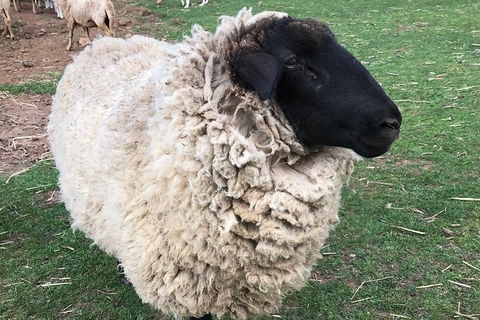 Paddock To Plate Farm Tour And Tasting - Sunshine Coast Guide 3