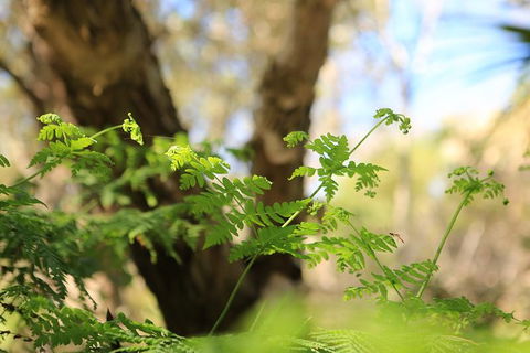 Wang\'ari Dreaming Bush Tucker Tour - Sunshine Coast Guide 7