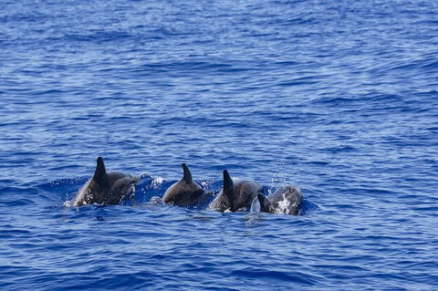 PRIVATE Whale Watching Tour - Up To 11 People In Your Group - Sunshine Coast Guide 3