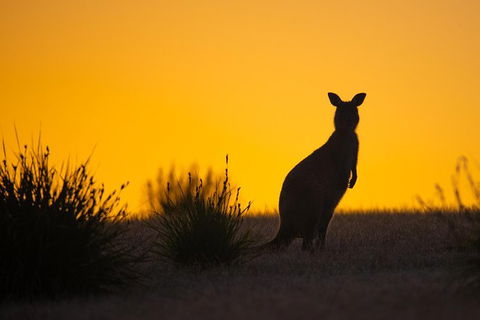 Kangaroo Island Luxury Small Group \'Flinders Chase Focus\' Full Day Tour - Sunshine Coast Guide 4