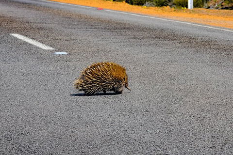 Kangaroo Island Luxury Small Group \'Flinders Chase Focus\' Full Day Tour - Sunshine Coast Guide 7