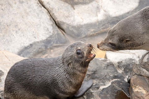 Kangaroo Island Luxury Small Group \'Flinders Chase Focus\' Full Day Tour - Sunshine Coast Guide 5
