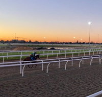 Guided Tour Racehorse Workouts Starblue Tour Discovery - Sunshine Coast Guide