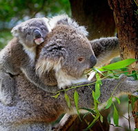 Private Three Day Great Ocean Road Tour - Sunshine Coast Guide