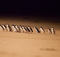 2-Day Phillip Island Discovery Escape from Melbourne - Sunshine Coast Guide