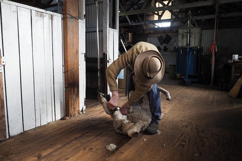 Sovereign Hill Heritage Sheep Farm Experience And Ballarat Gold Rush Day Tour From Melbourne - Sunshine Coast Guide 0