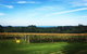 Mornington Peninsula Private Car Winery Tour.1-7 People One Car Price. - thumb 0