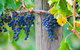 Mornington Peninsula Private Car Winery Tour.1-7 People One Car Price. - thumb 1