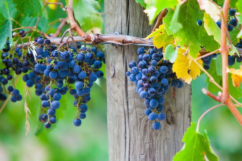 Mornington Peninsula Private Car Winery Tour.1-7 People One Car Price. - Sunshine Coast Guide 1