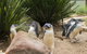 Private Day Tour Of Phillip Island Wildlife And Brighton Beach - thumb 2