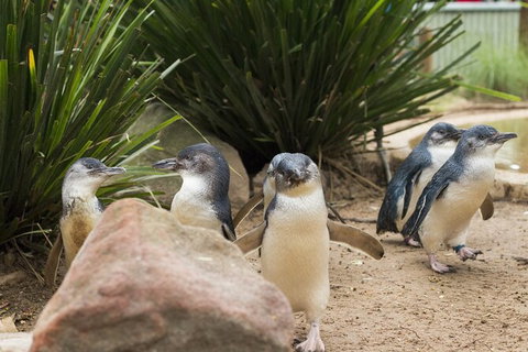 Private Day Tour Of Phillip Island Wildlife And Brighton Beach - Sunshine Coast Guide 2