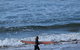 Private Day Tour Of Phillip Island Wildlife And Brighton Beach - thumb 7