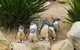 Private Day Tour Of Phillip Island Wildlife And Brighton Beach - thumb 1