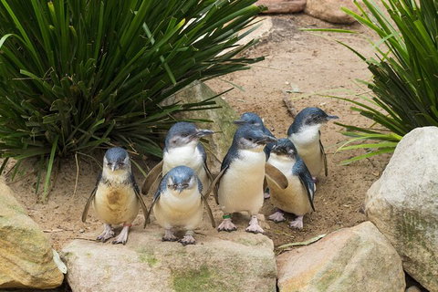 Private Day Tour Of Phillip Island Wildlife And Brighton Beach - Sunshine Coast Guide 1