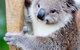 Private Day Tour Of Phillip Island Wildlife And Brighton Beach - thumb 4