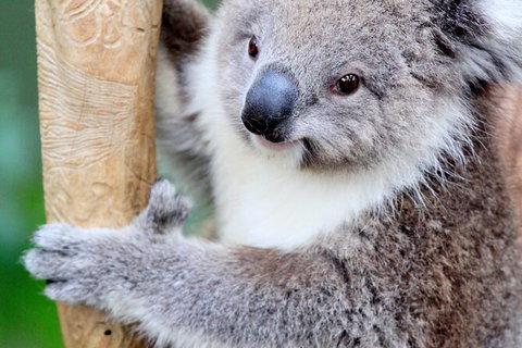 Private Day Tour Of Phillip Island Wildlife And Brighton Beach - Sunshine Coast Guide 4