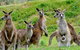 Private Day Tour Of Phillip Island Wildlife And Brighton Beach - thumb 5