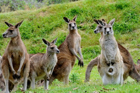 Private Day Tour Of Phillip Island Wildlife And Brighton Beach - Sunshine Coast Guide 5