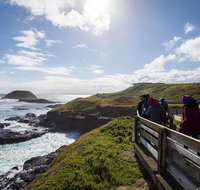 Full-Day Bus Tour Phillip Island Wildlife and Brighton Beach - Sunshine Coast Guide