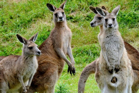 Healesville Sanctuary And Phillip Island Wildlife Bus Tour - Sunshine Coast Guide 5