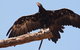 Healesville Sanctuary And Phillip Island Wildlife Bus Tour - thumb 3