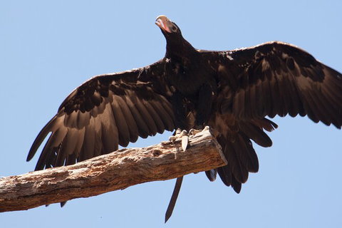 Healesville Sanctuary And Phillip Island Wildlife Bus Tour - Sunshine Coast Guide 3
