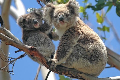 Healesville Sanctuary And Phillip Island Wildlife Bus Tour - Sunshine Coast Guide 4