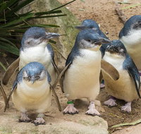 Healesville Sanctuary And Phillip Island Wildlife Bus Tour - Sunshine Coast Guide